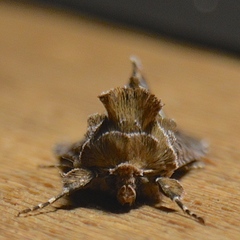 Autographa corusca