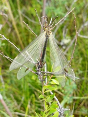 Deutoleon lineatus