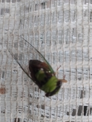 Diceroprocta oleacea