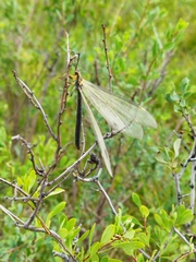 Deutoleon lineatus