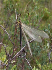 Deutoleon lineatus
