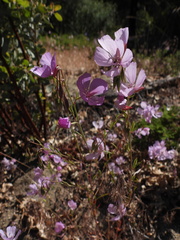 Clarkia dudleyana