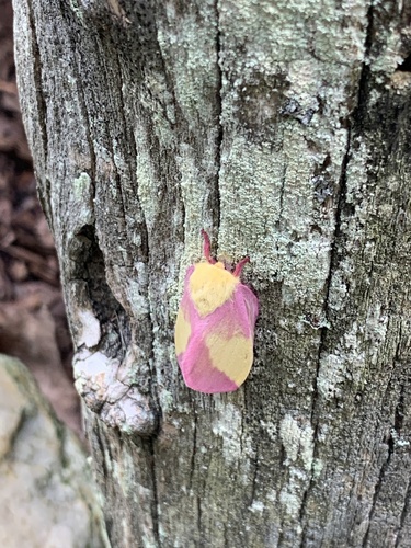 Rosy maple moth