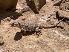 Phrynocephalus theobaldi