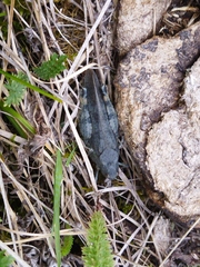 Bryodemella