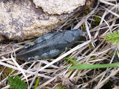 Bryodemella