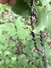 Parthenolecanium corni