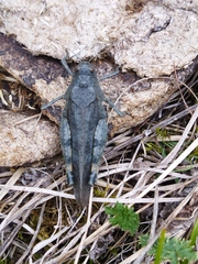 Bryodemella