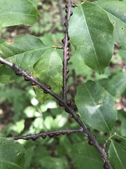 Parthenolecanium corni