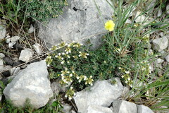 Teucrium montanum jailae