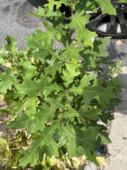 Quercus palustris