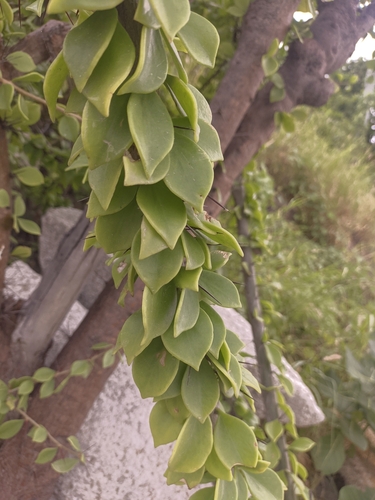 Leuenbergeria guamacho (Leuenbergeria guamacho)