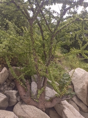 Leuenbergeria guamacho