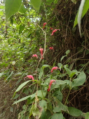 Centropogon cornutus