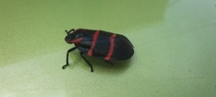 Huaina inca