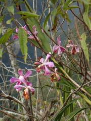 Sobralia dichotoma