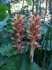 Orobanche flava