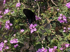 Mimoides thymbraeus aconophos