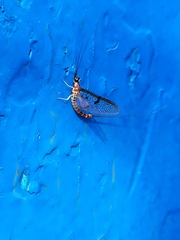 Ephemera vulgata