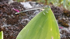 Platycnemis