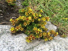 Sedum alpestre