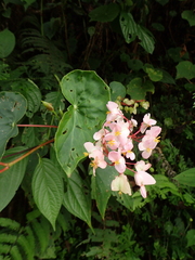 Begonia bracteosa