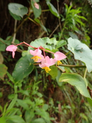 Begonia bracteosa