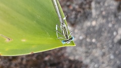 Platycnemis