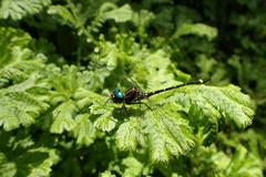 Gomphomacromia fallax