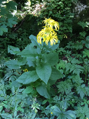Doronicum austriacum
