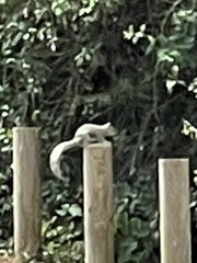 Sciurus carolinensis