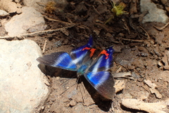Rhetus dysonii