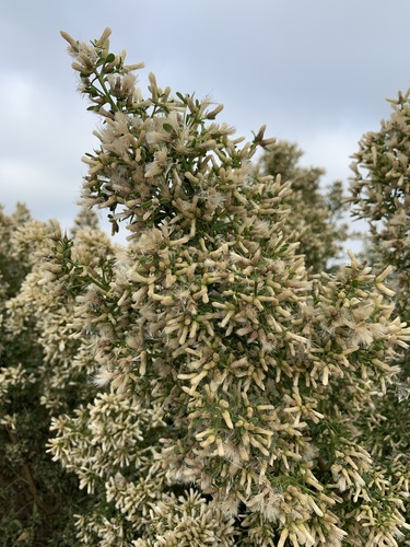 iNaturalist observation photo of coyote brush