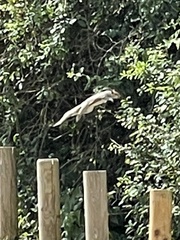 Sciurus carolinensis