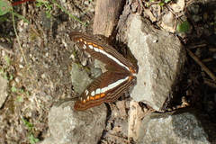 Adelpha alala