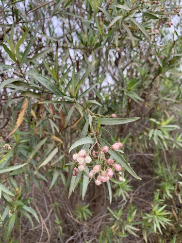 iNaturalist observation photo of mule fat