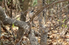 Granatellus venustus francescae