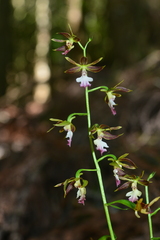 Calanthe arcuata