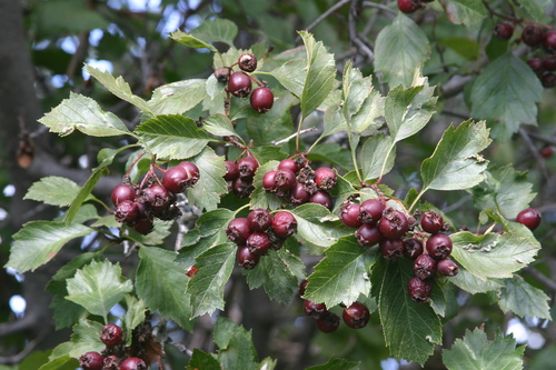 Elkwater Hawthorn (Crataegus aquacervensis)