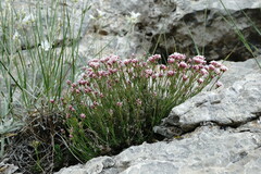 Asperula supina caespitans