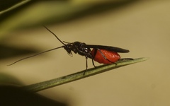 Iphiaulax