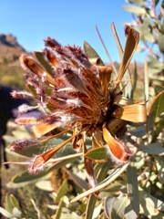 Protea witches broom phytoplasma