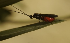 Iphiaulax