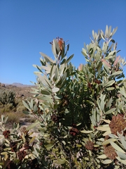 Protea witches broom phytoplasma