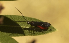 Iphiaulax