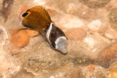 Chaetodon