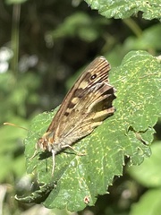 Pararge aegeria
