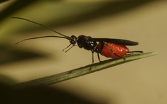 Iphiaulax