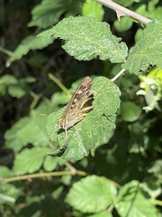 Pararge aegeria