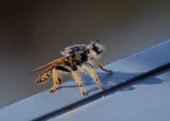 Pogonosoma maroccanum